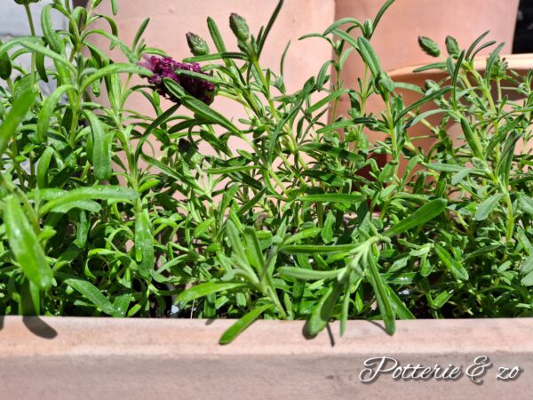 Terracotta plantenbakken - Afbeelding 3