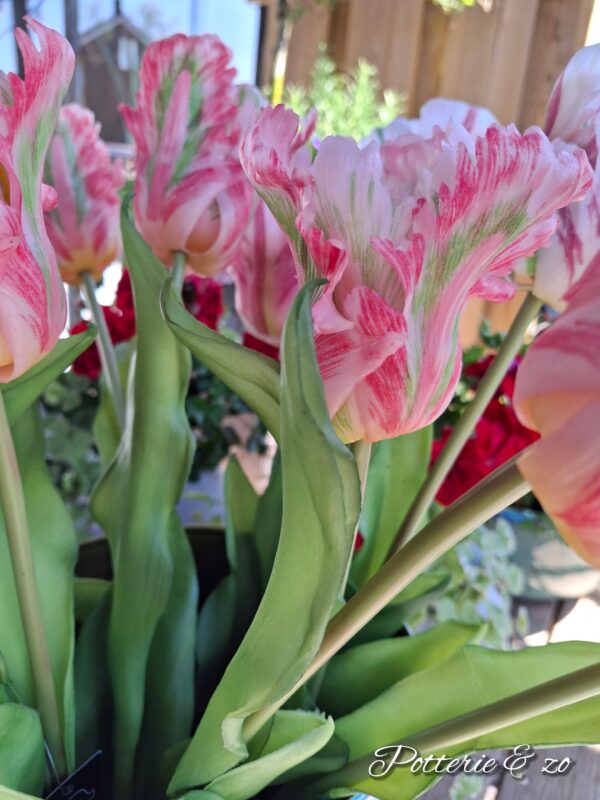 Tulpen xl roze / groen / wit gevlamd - Afbeelding 4