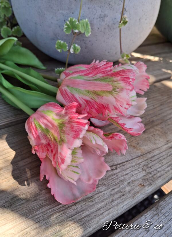 Tulpen xl roze / groen / wit gevlamd - Afbeelding 5