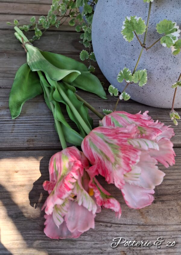 Tulpen xl roze / groen / wit gevlamd