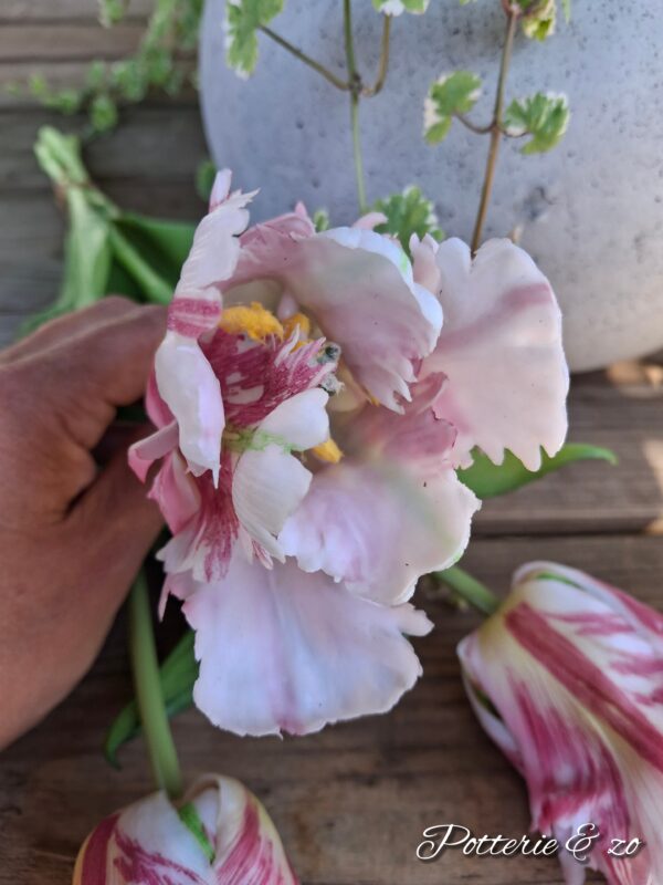 XL Papegaai Tulpen roze / wit gevlamd - Afbeelding 4