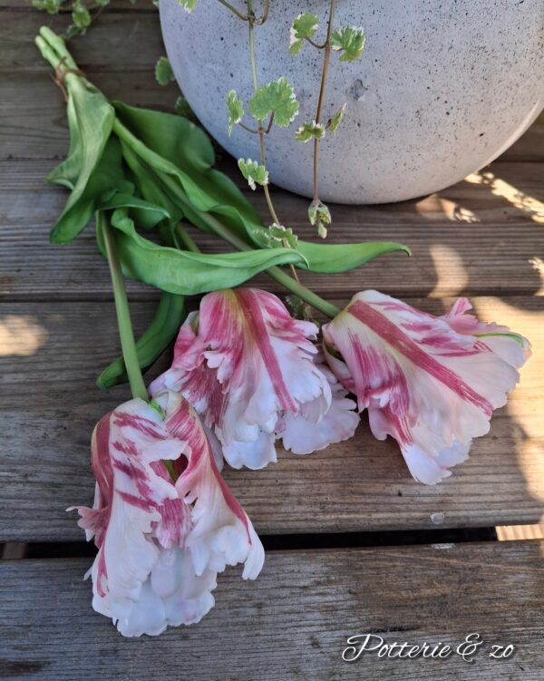 XL Papegaai Tulpen roze / wit gevlamd