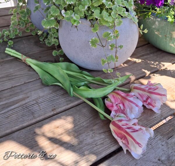 XL Papegaai Tulpen roze / wit gevlamd - Afbeelding 2
