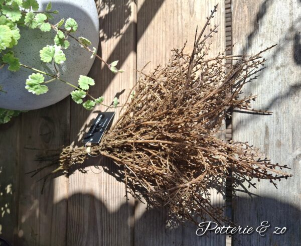 Gagel takken 40 cm - Afbeelding 2