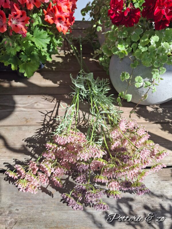Dille roze 80 cm