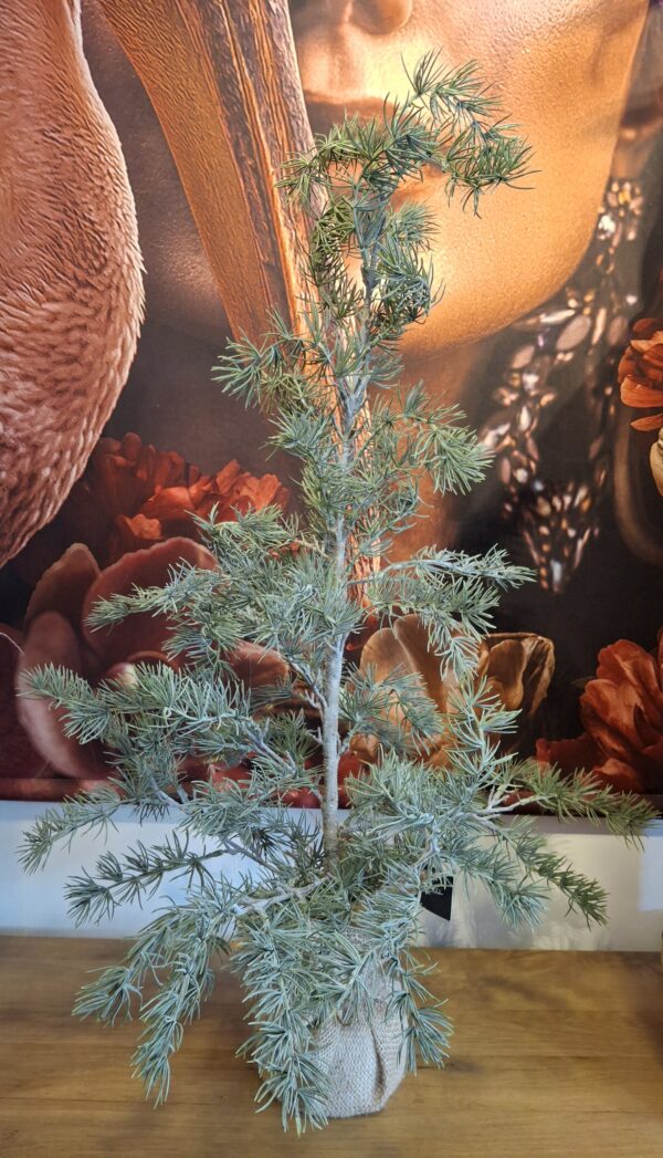 Ceder Glauca boompje 80 cm - Afbeelding 4