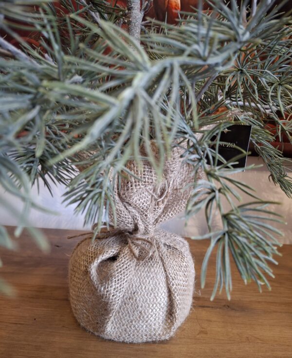 Ceder Glauca boompje 80 cm - Afbeelding 3