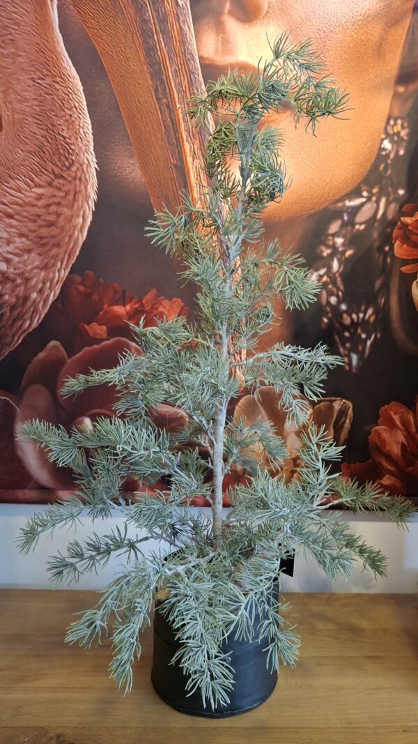 Ceder Glauca boompje 80 cm