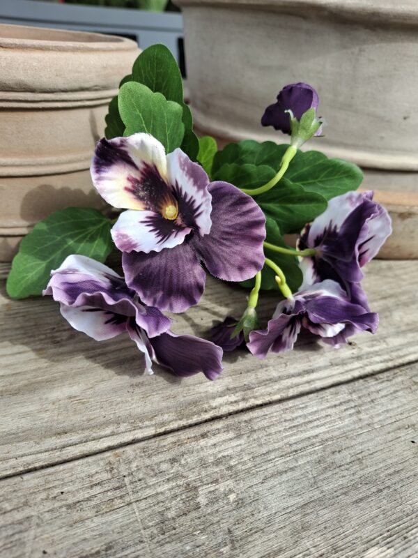 Viooltjes paars
